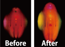 DNAアクティベーション®施術前後のチャクラ