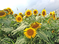20130729185954389.JPG